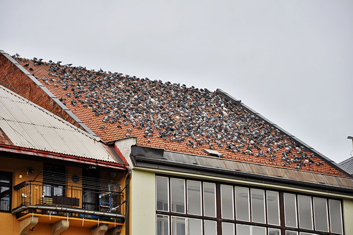 A2B Pest Control are able to install spikes to deter birds from roofs in Thornton Heath. 