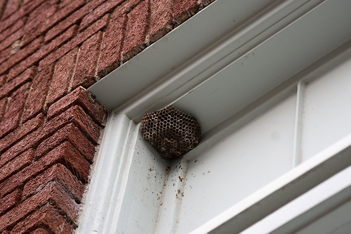We provide a wasp nest removal service for domestic and commercial properties in Thornton Heath.